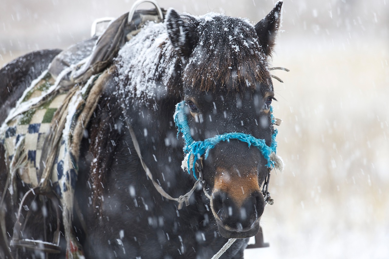 Caring for Your Horse During Winter