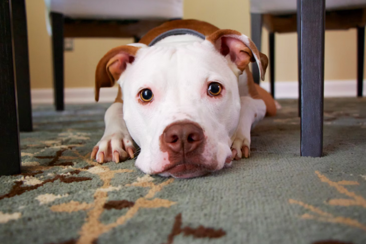 Amazing Things That You Should Know About Pit Bulls