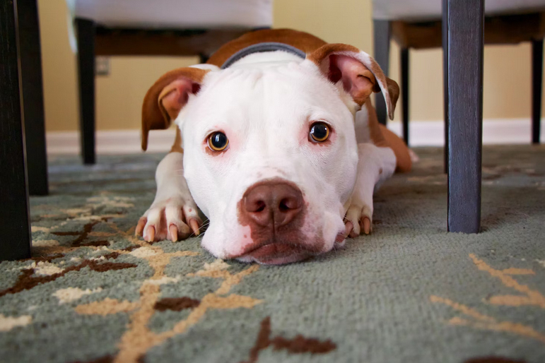 Amazing Things That You Should Know About Pit Bulls