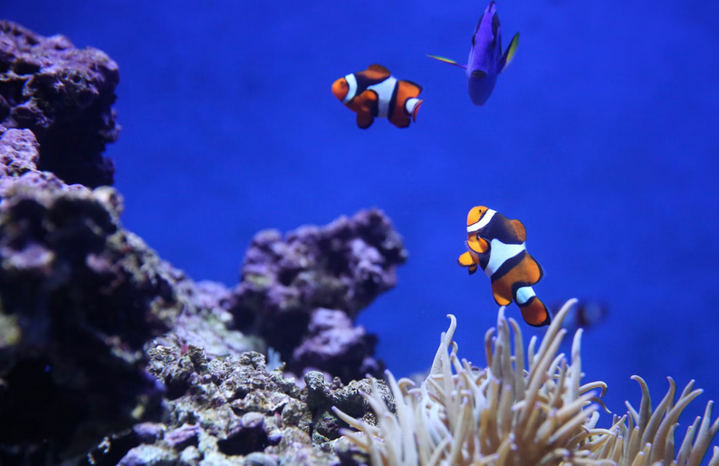 The Benefits of LED Lighting in Reef Tanks: Enhancing Coral Growth and Coloration